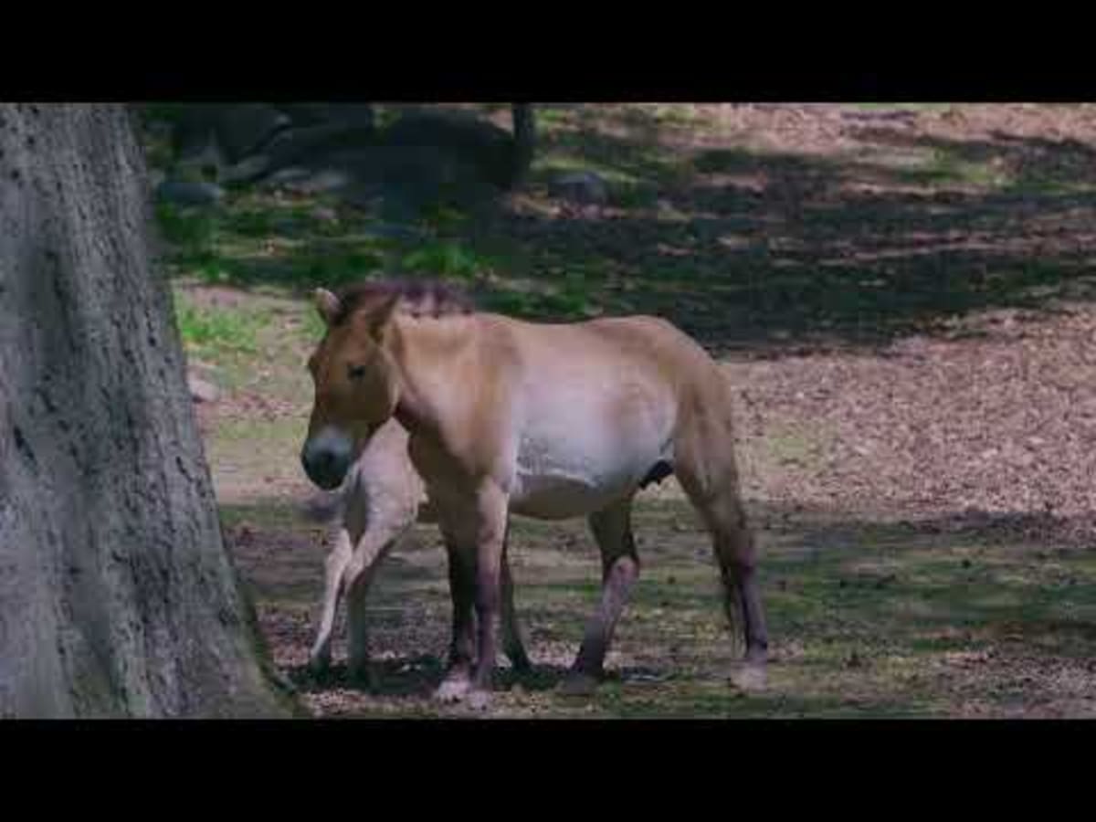 Bronx Zoo Welcomes Rare Wild Horse Back From Extinction - Image 3