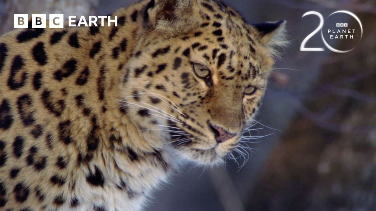 ** Rare Amur leopard with thick spotted coat walking through snowy Russian forest in winter