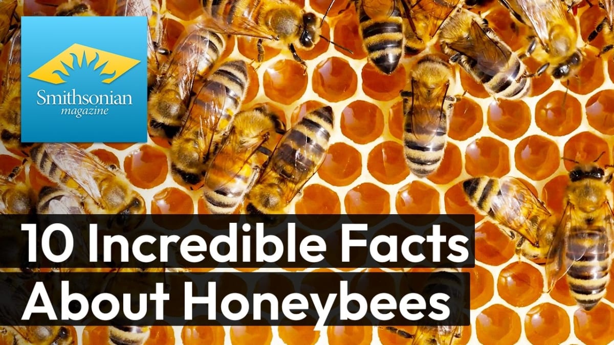New Book Reveals Honeybees' Secret Individual Personalities - Image 4