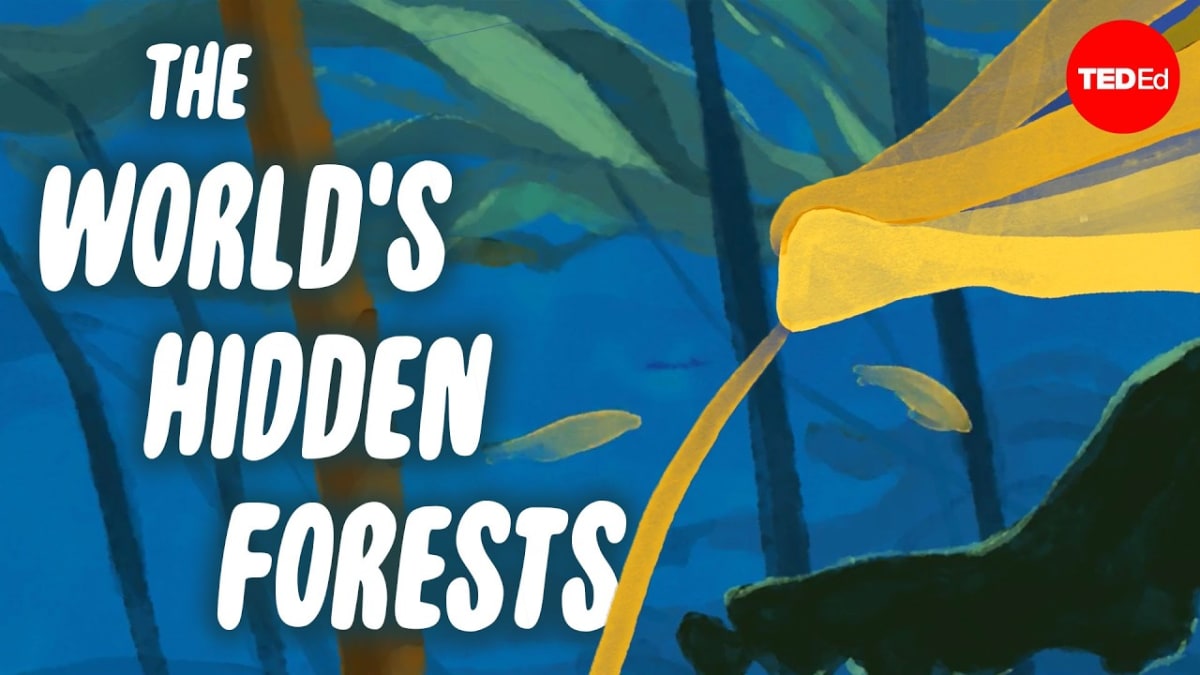 Ocean's Hidden Giant Kelp Forests Thrive in the Dark