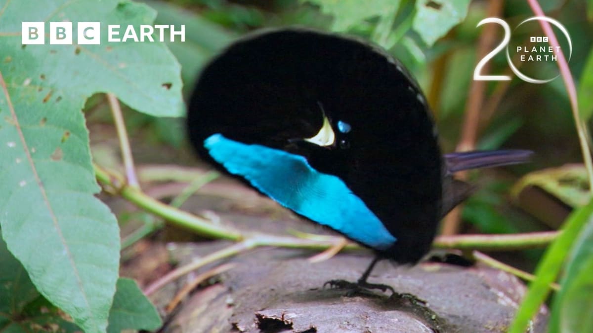 BBC Celebrates 20 Years of Planet Earth's Wonder