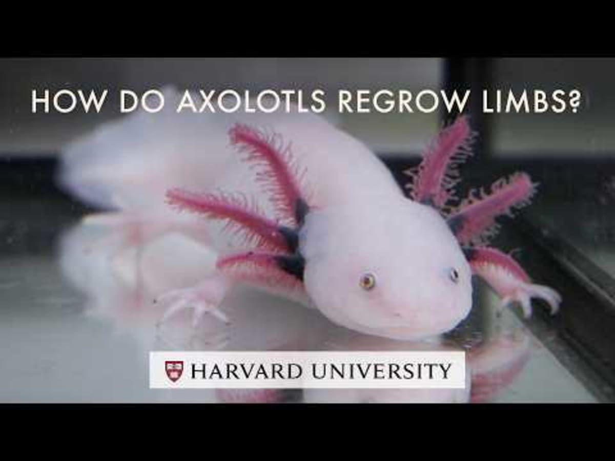 Scientists Find Gene That Could Help Humans Regrow Limbs - Image 4