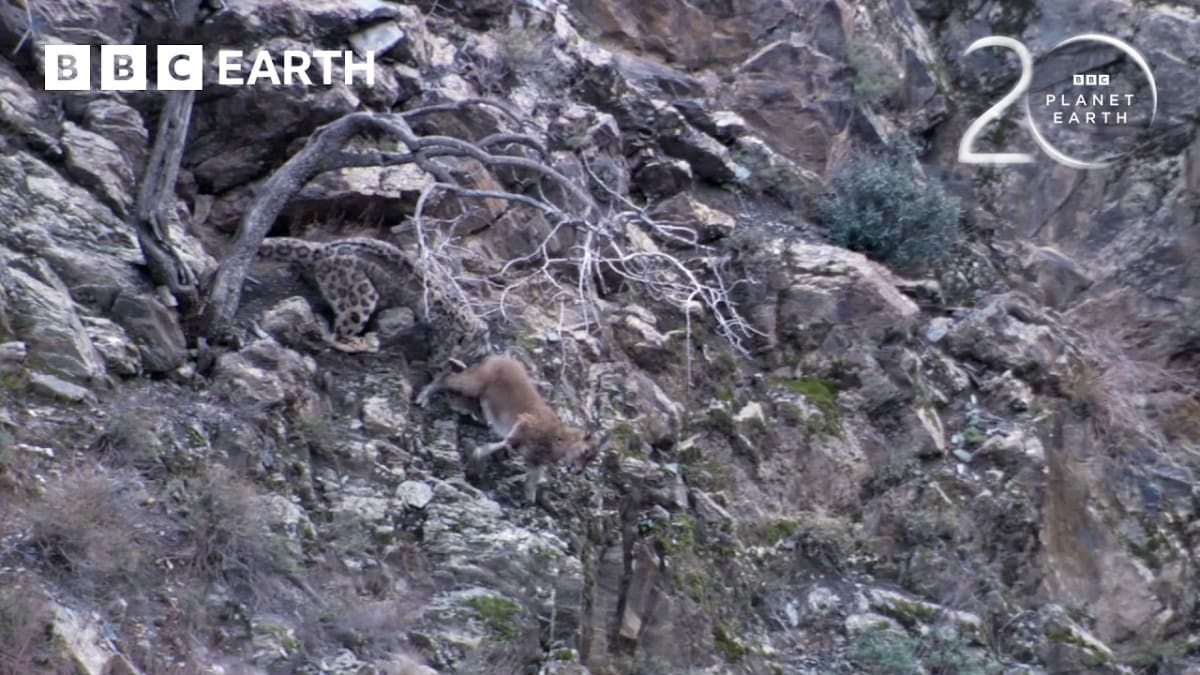 ** Snow leopard with thick spotted fur walking across snowy mountain terrain in the Himalayas