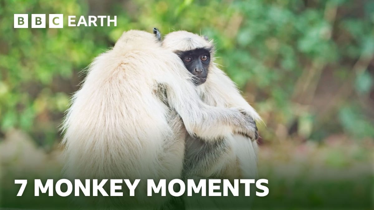 Golden Monkeys Show Fierce Love Protecting Their Young