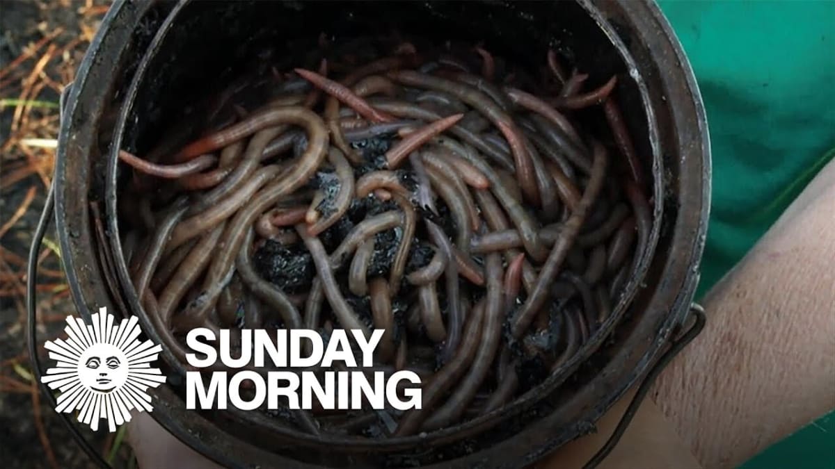 This Florida Town Makes a Living Charming Worms from Soil - Image 4