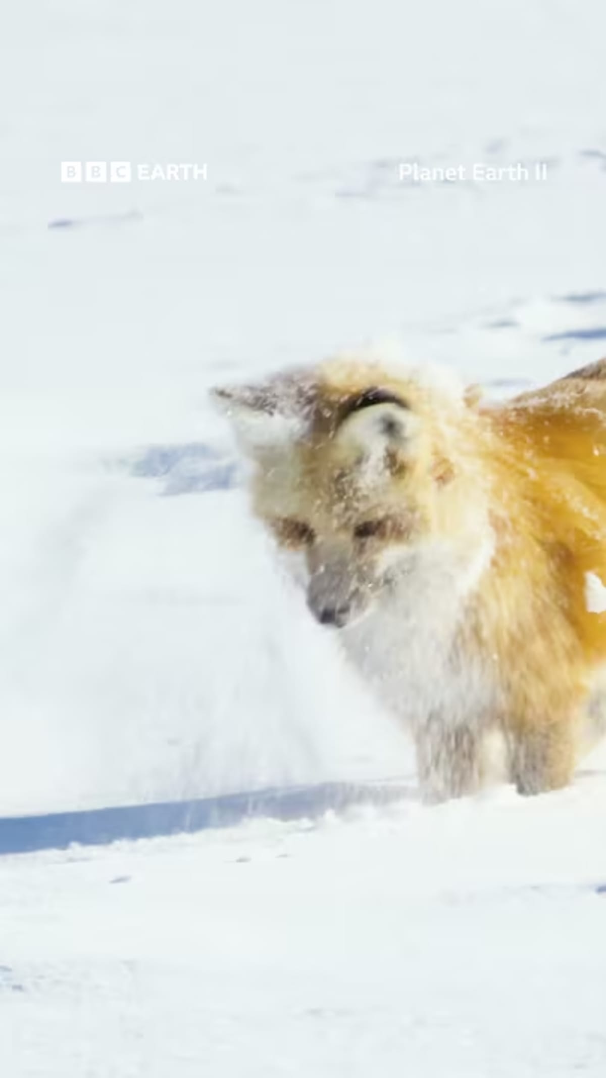 Red fox mid-leap diving headfirst into deep snow while hunting for rodents