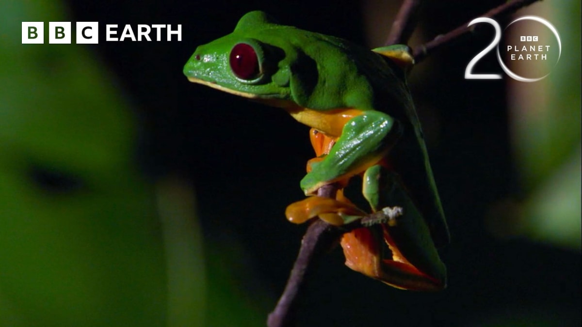 ** Large green tree frog mid-glide with webbed feet extended against jungle canopy background