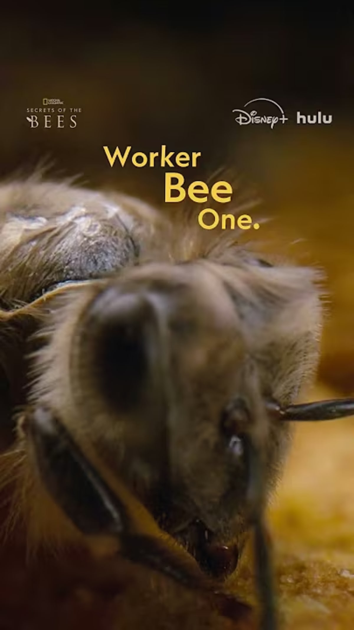 Spring Beehives Train New Workers in Stunning Footage
