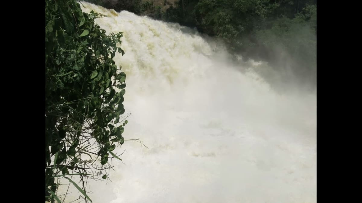 Tiny Fish Climb 50-Foot Waterfall in Congo Basin - Image 4