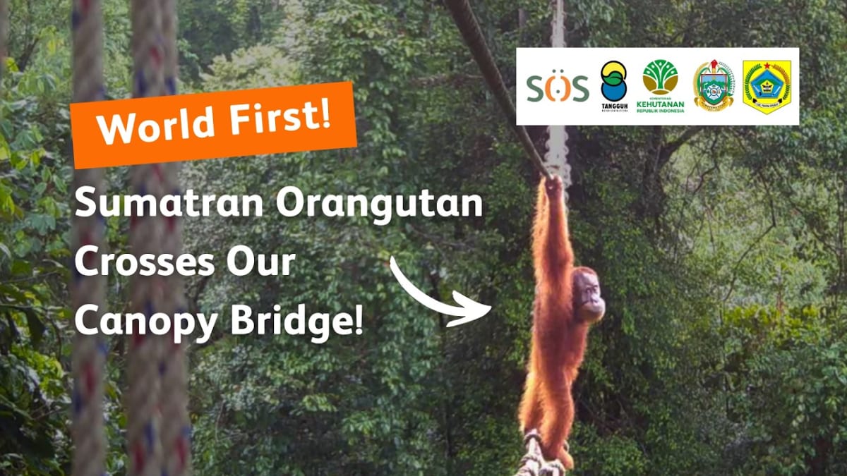 Orangutan Crosses First Rope Bridge Over Sumatra Road - Image 4