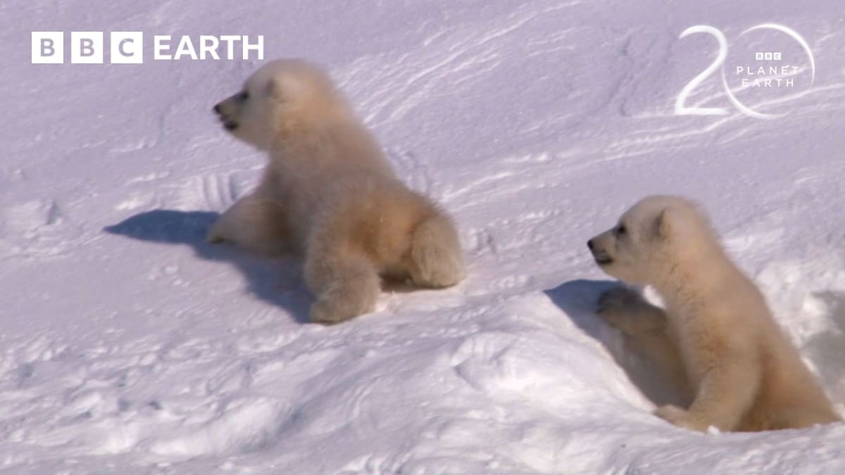** Two small polar bear cubs taking first steps in snow outside Arctic den