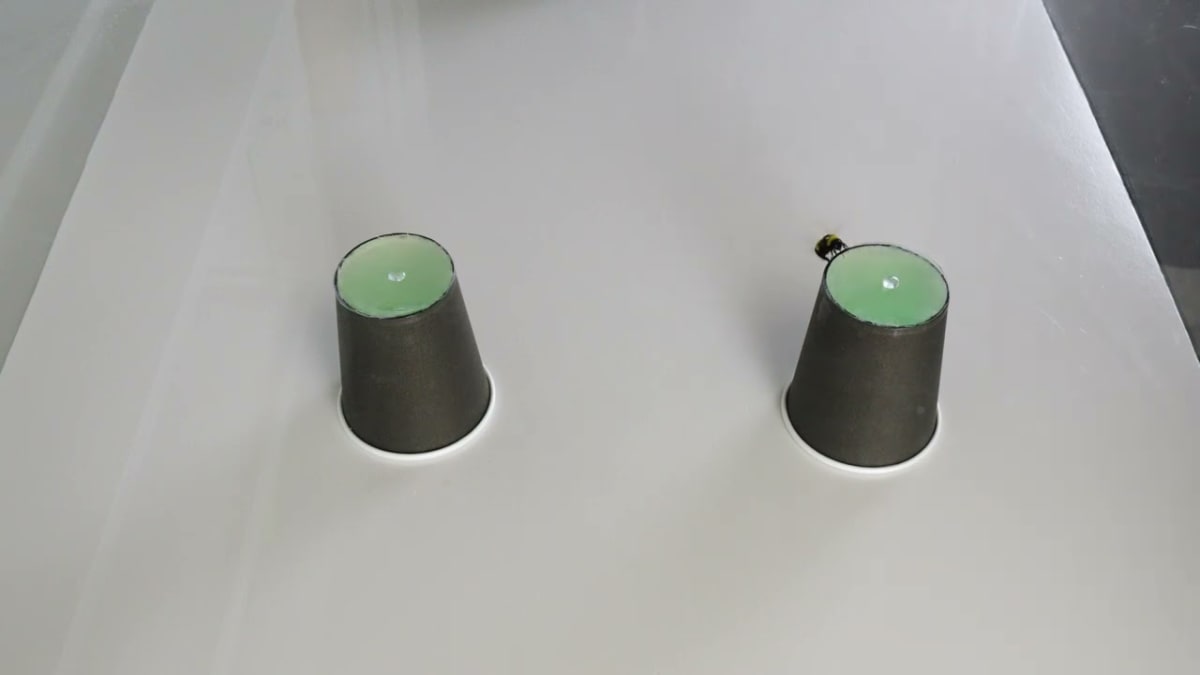 Bumblebees Can Feel the Beat, Scientists Discover - Image 4