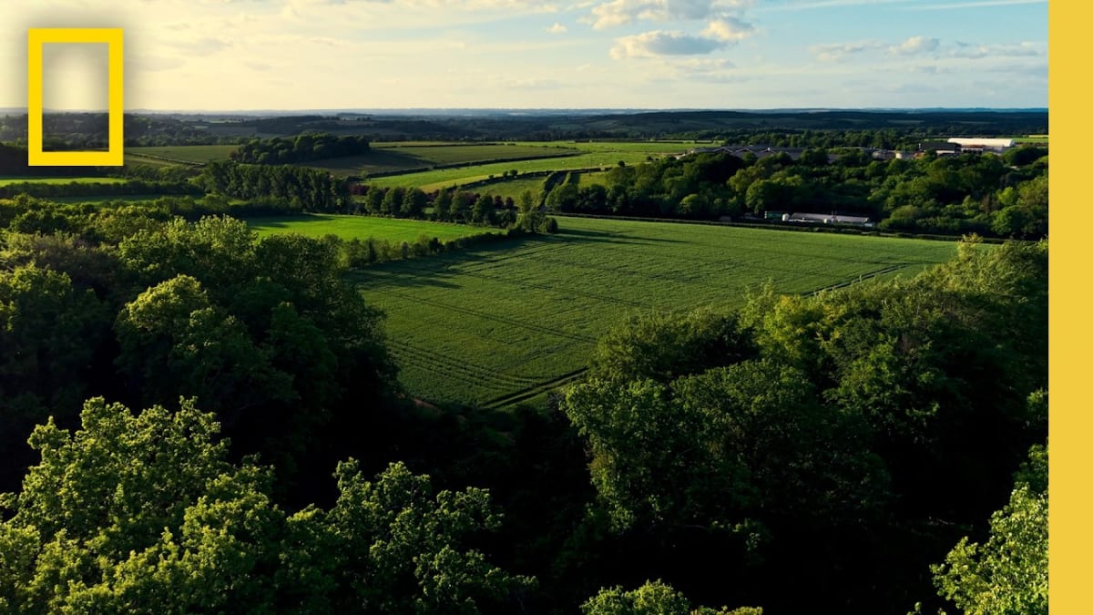 ** Lush green herbal ley field with diverse plants growing at Waitrose Farm in England