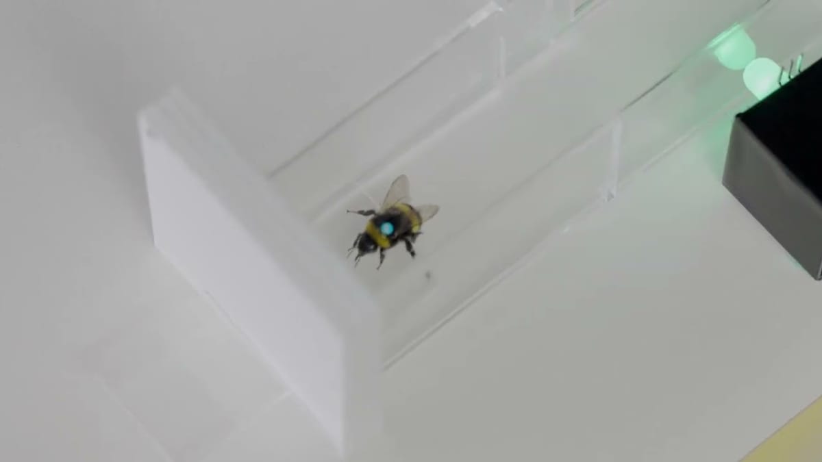 Bumblebees Can Feel the Beat, Scientists Discover - Image 5