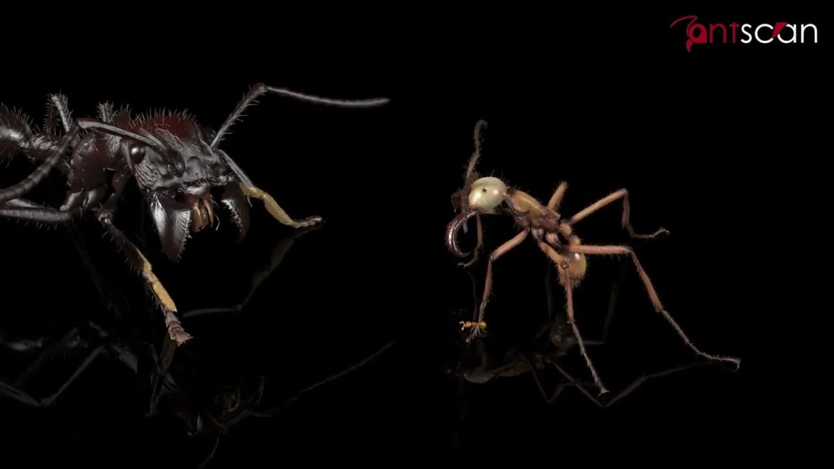 Detailed 3D X-ray rendering showing internal and external structures of Eciton hamatum soldier ant