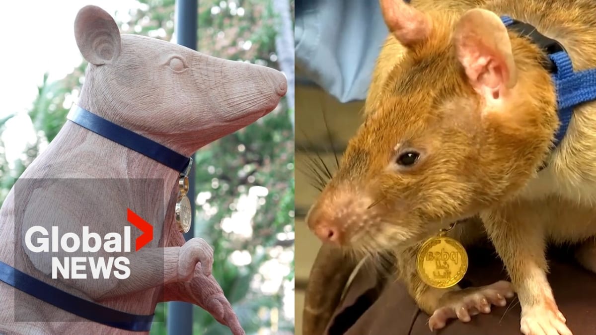 Cambodia Unveils 7-Foot Statue for Hero Landmine Rat - Image 5