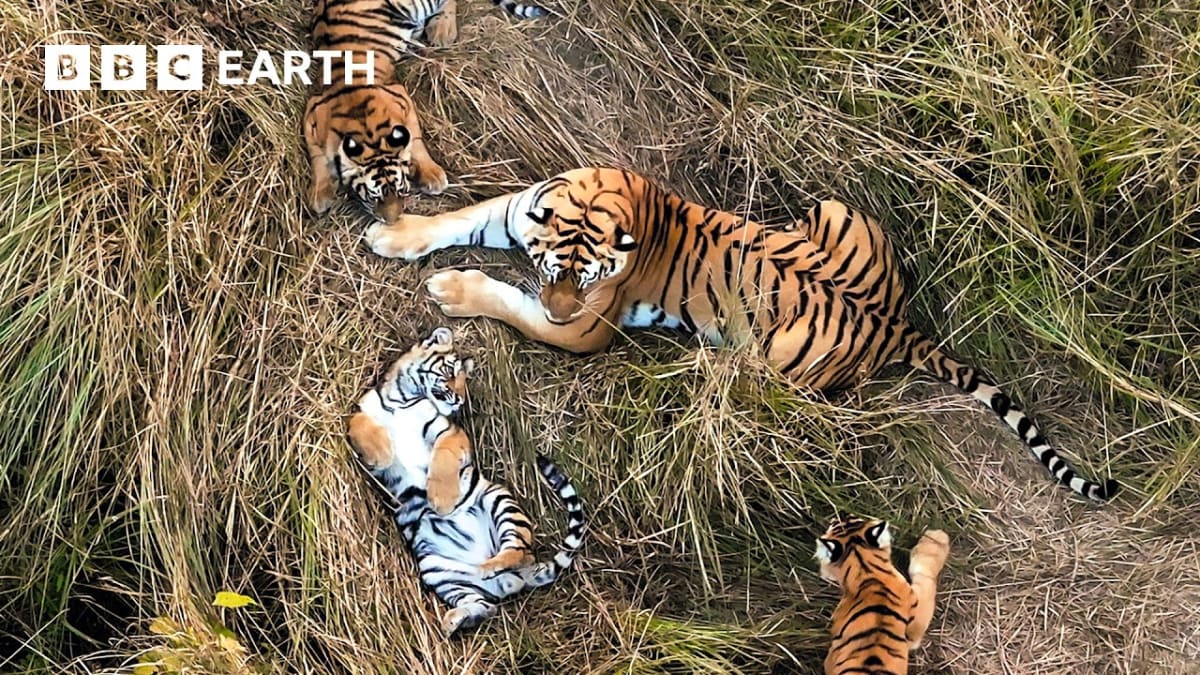 Two Tiger Mothers Share Cubs in Wildlife First