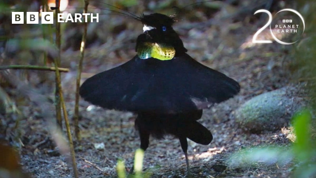 ** Collage of stunning wildlife scenes from BBC's Planet Earth documentary series celebrating 20th anniversary