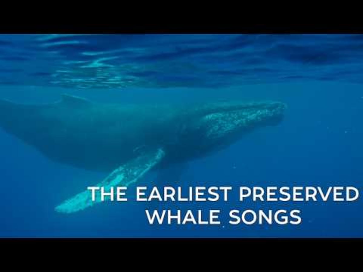 1949 Whale Song Recording Reveals Ocean's Quieter Past - Image 3