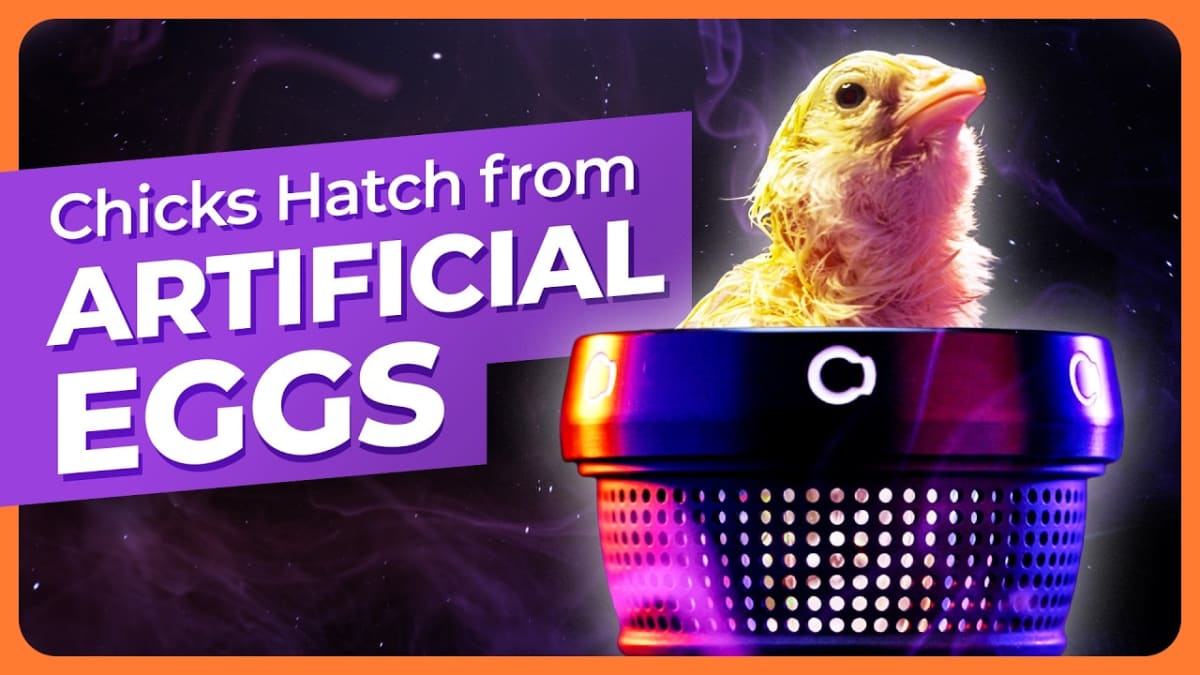 Scientists Hatch Chicks From 3D-Printed Artificial Eggs - Image 4
