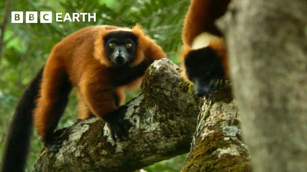 ** Ring-tailed lemur standing guard in fruiting tree in Madagascar forest
