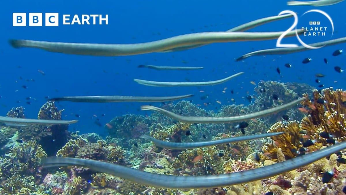 Group of yellow-bellied sea kraits swimming together across colorful Indonesian coral reef while hunting
