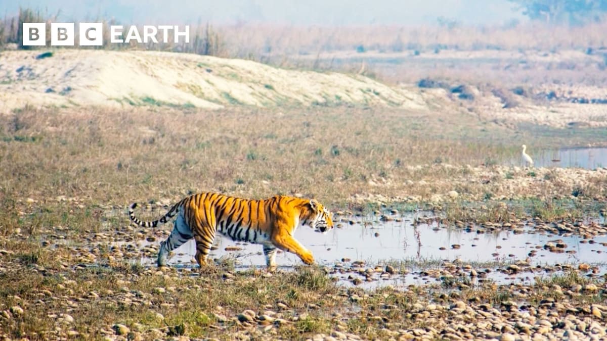 BBC Captures Never-Before-Seen Tiger Behaviors in Nepal