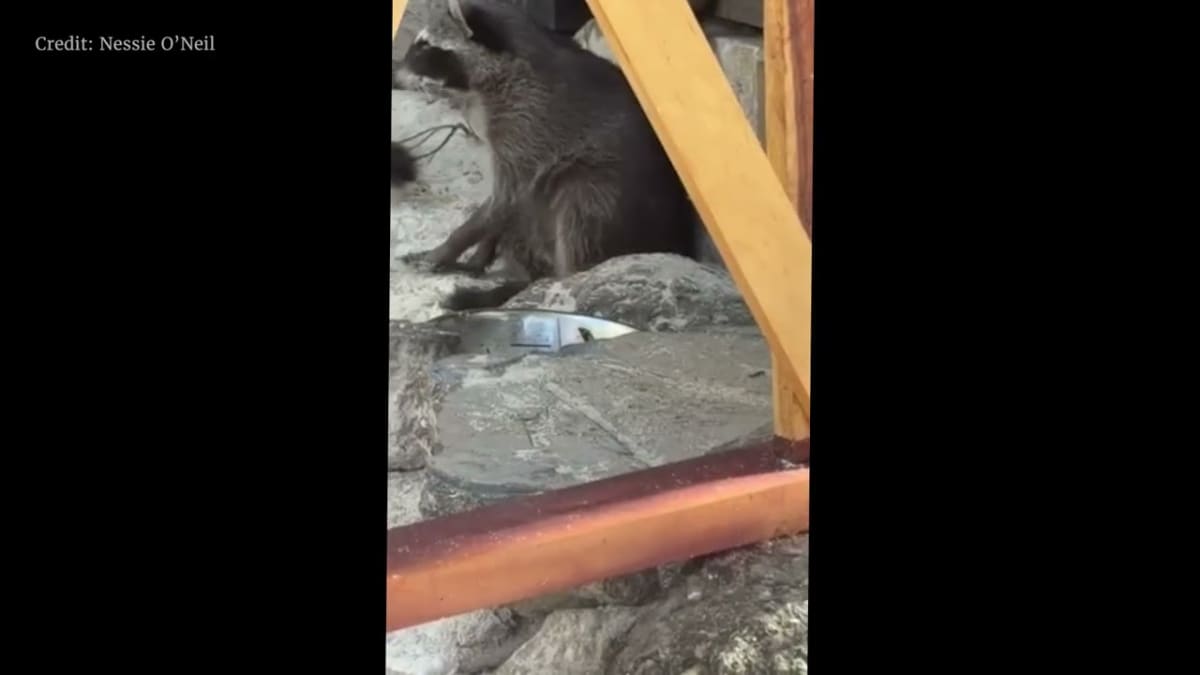 Rare Raccoons on Cozumel Island Invent Their Own Toys