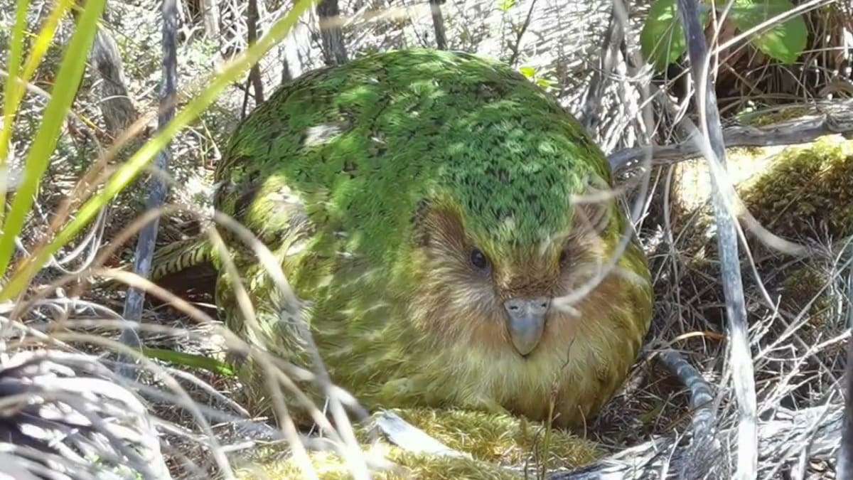 New Zealand's Kakapo Parrots Hit Record 105 Chicks - Image 4