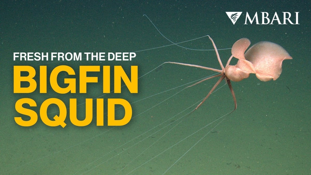 Rare Bigfin Squid Spotted Two Miles Deep Off California - Image 4