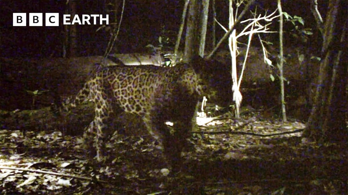 Rare black melanistic jaguar walking through dense Guyana rainforest captured on remote camera trap