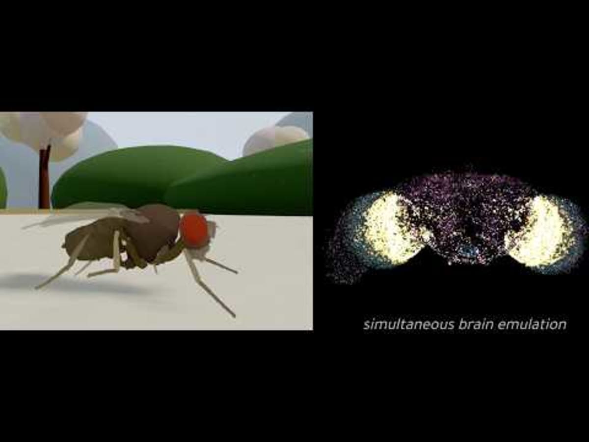Scientists Upload Fly Brain, Watch It Move Virtual Body - Image 3