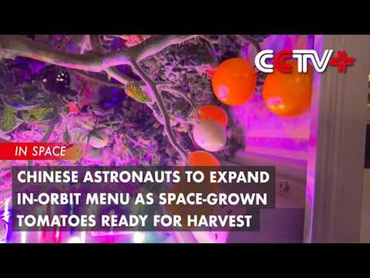 China's Space Station Astronauts Harvest Cherry Tomatoes - Image 3