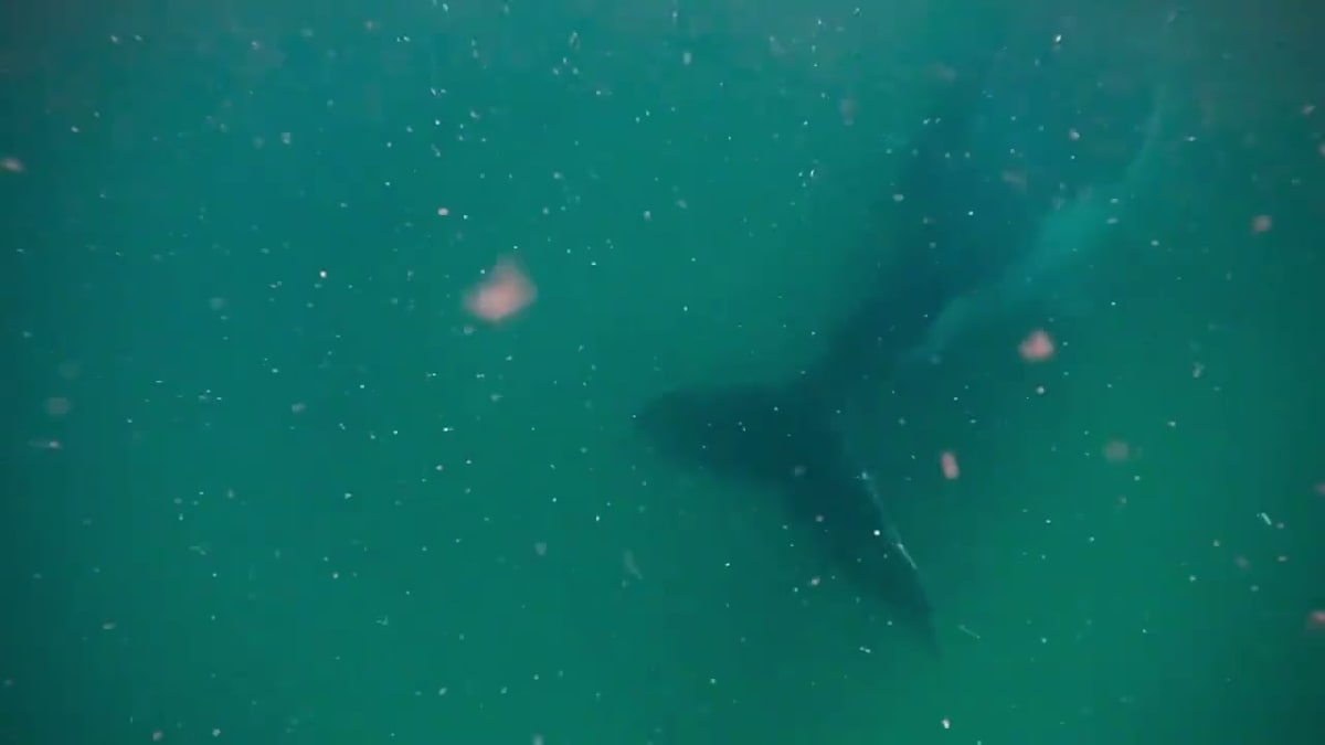 Humpback whale swimming underwater near the ocean floor off Australian coast
