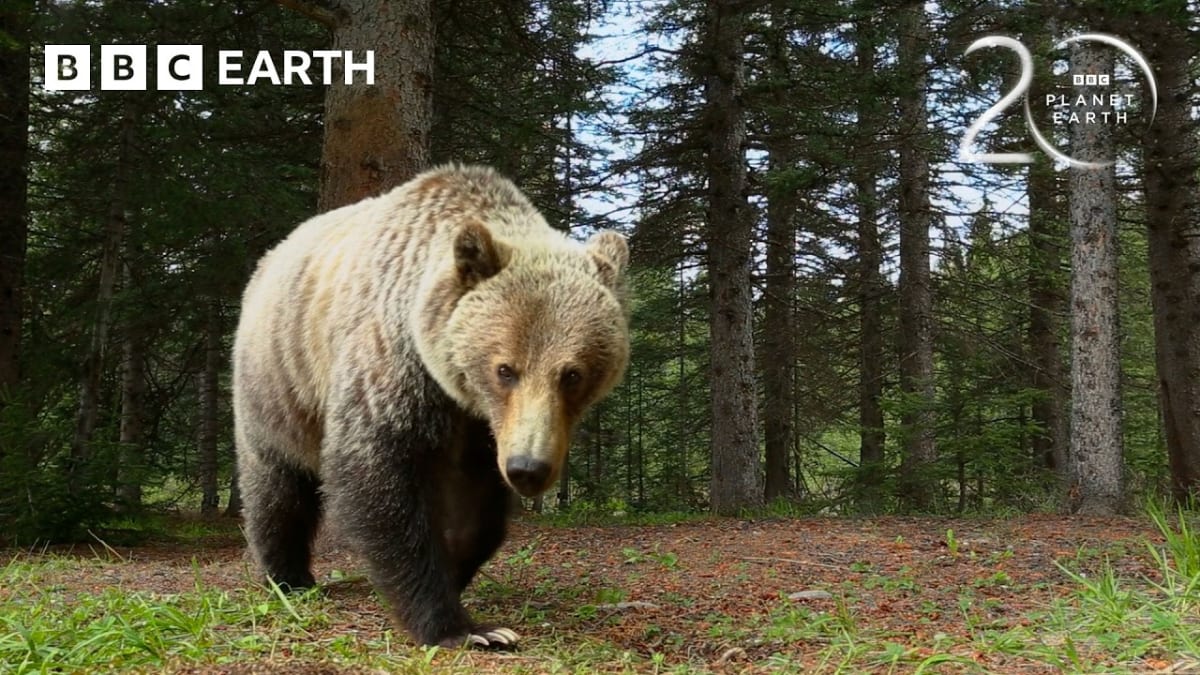 ** Grizzly bear rubbing its back against a tree trunk in spring forest