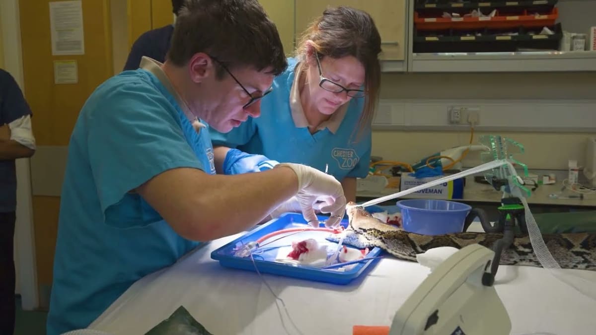 15-Foot Python Beats Cancer With World-First Treatment - Image 4