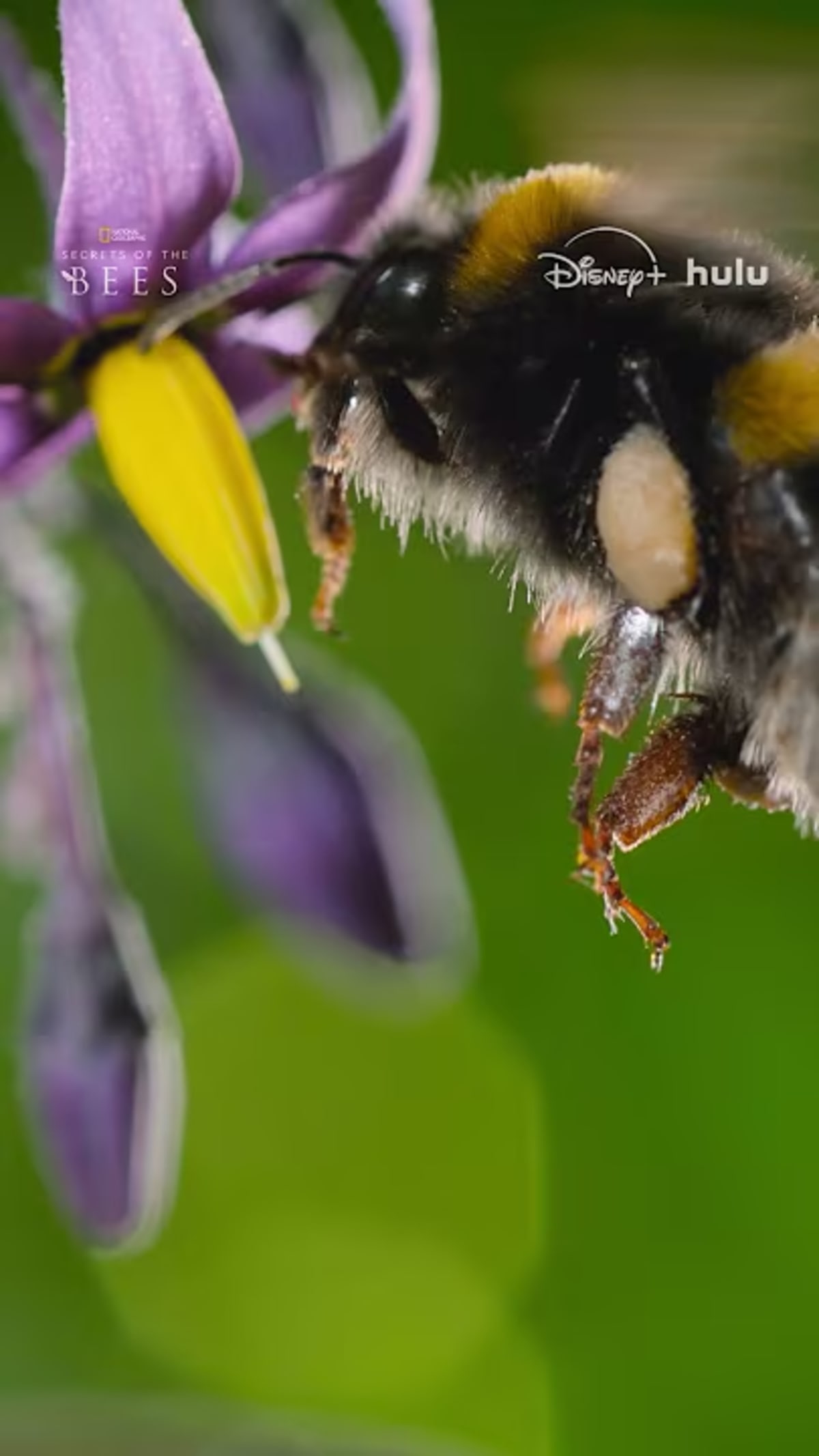 Buff-tailed bumblebee vibrating on flower surrounded by cloud of yellow pollen