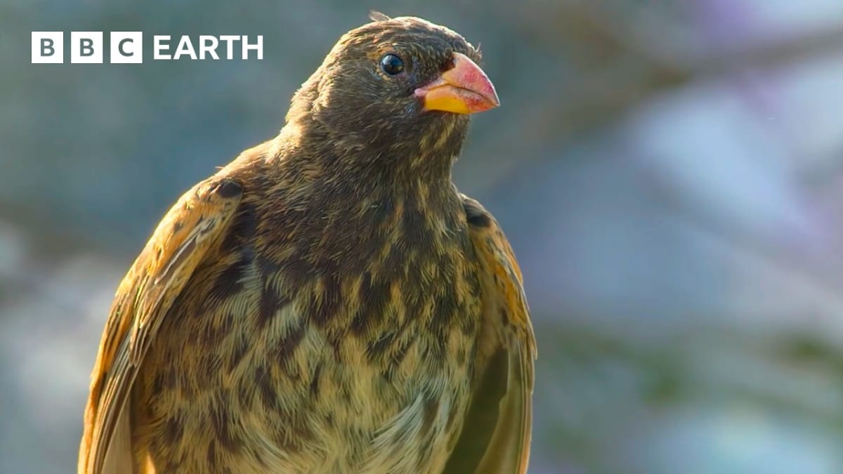 ** Sir David Attenborough narrating wildlife documentary with nature footage playing on screen behind him