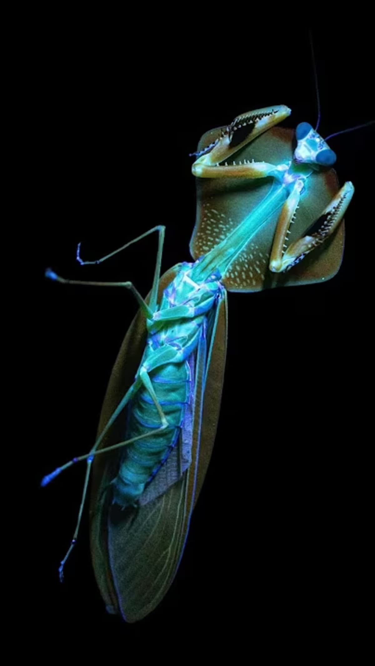 Amazon Praying Mantises Reveal Hidden Biodiversity