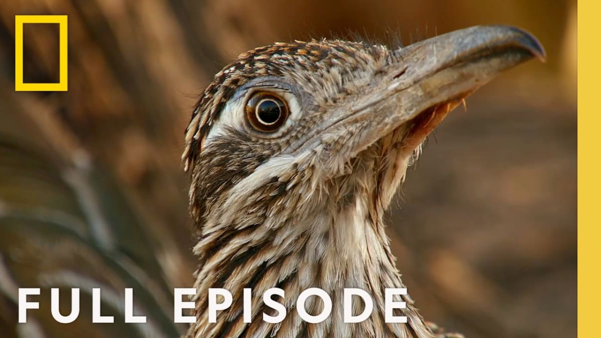 Arizona Rangers Protect Iconic Saguaro Cacti in New Episode