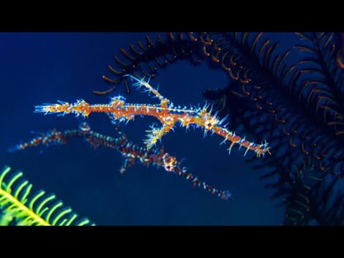 New Fish Species Fooled Scientists for 30 Years - Image 2
