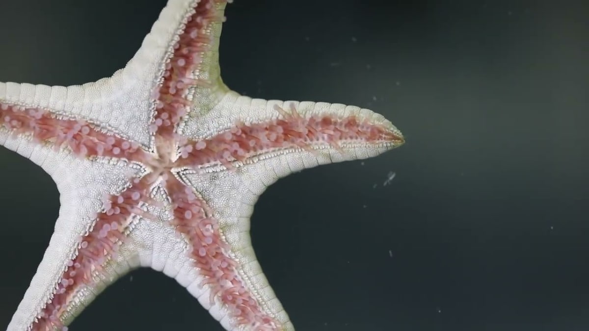 Sea Star Study Could Make Robots Nearly Indestructible - Image 4