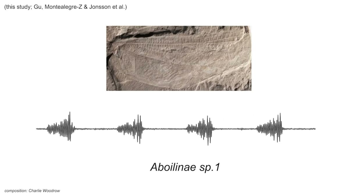 Scientists Recreate Chirps From 165-Million-Year-Old Bugs
