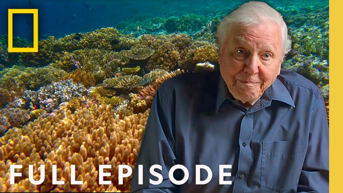 ** David Attenborough documentary showing vibrant ocean coral reef and marine life in crystal clear water