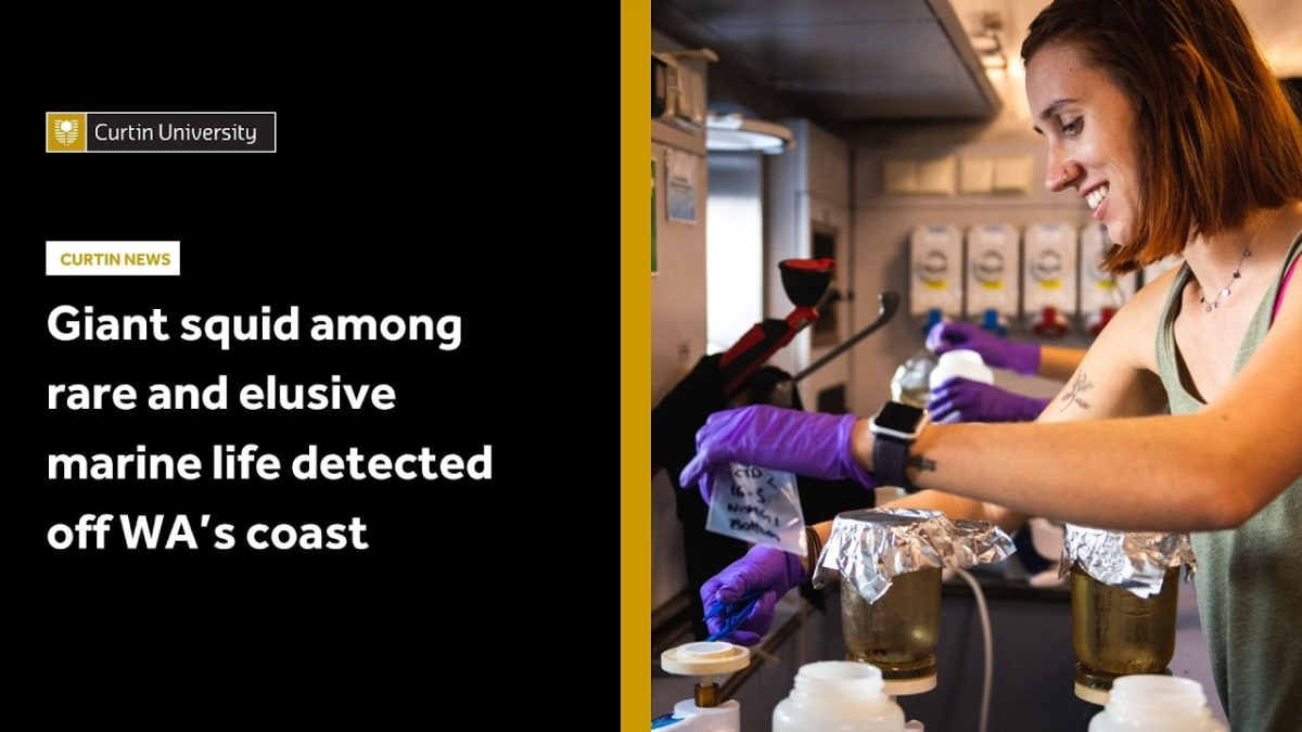 Giant Squid Detected Off Australia Using DNA in Water - Image 4