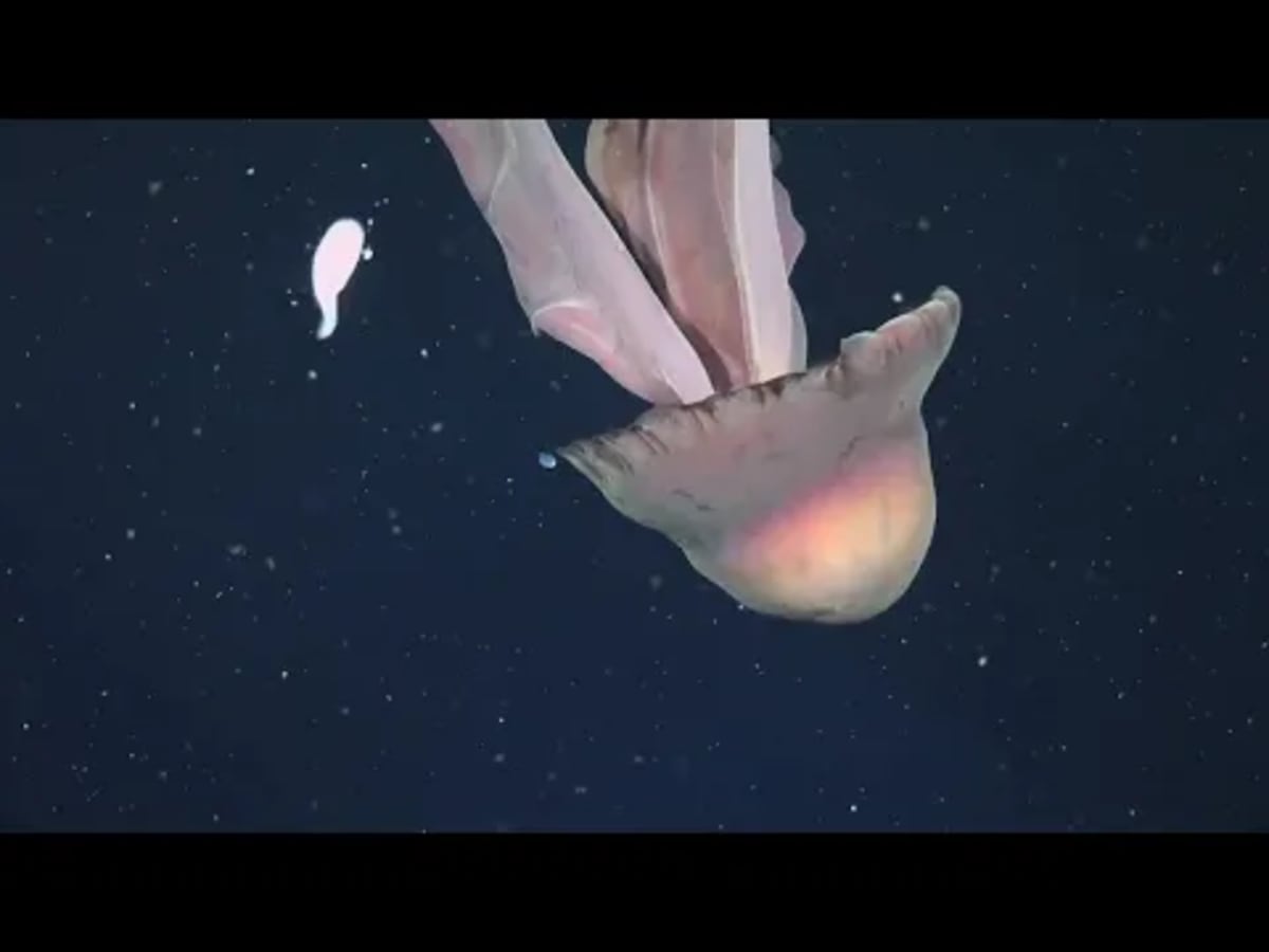 Argentina Deep Sea Yields 28 Potential New Species - Image 2