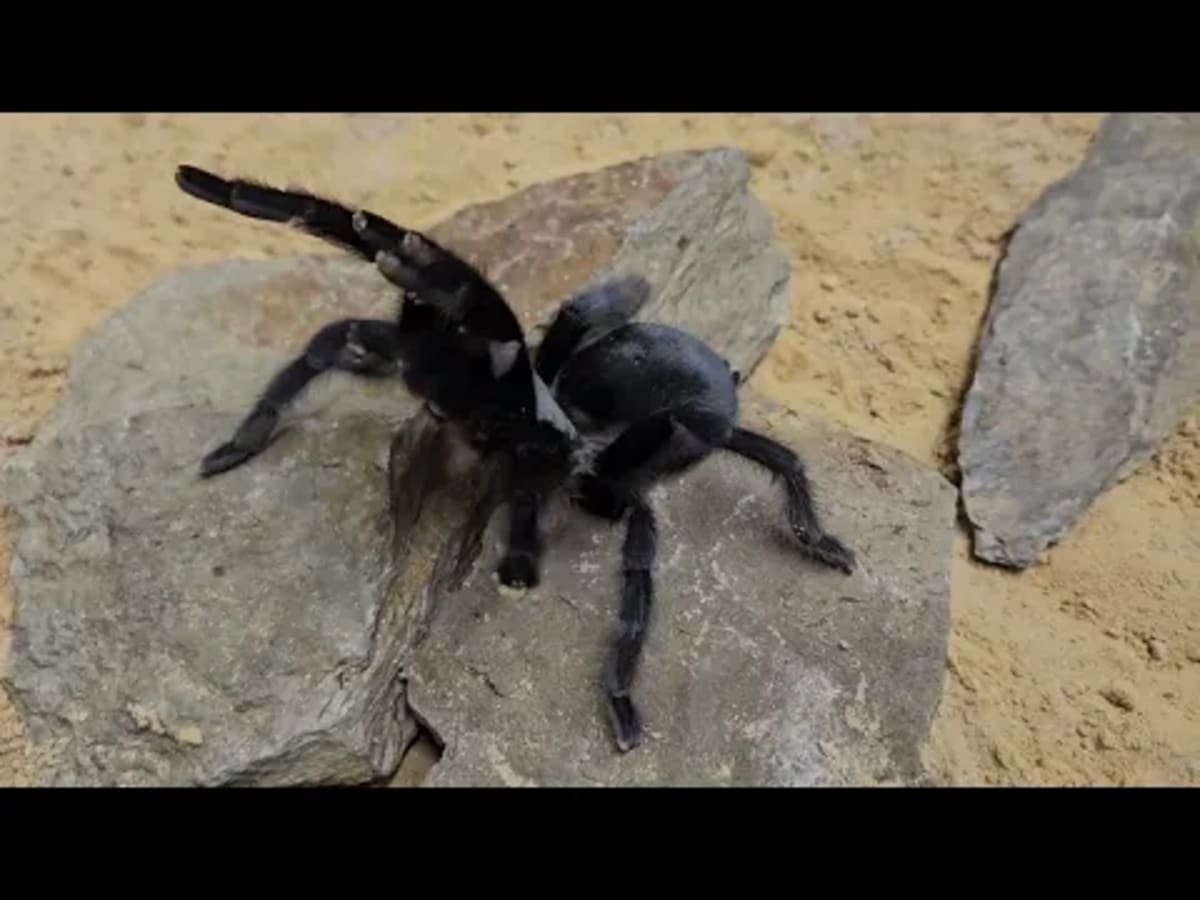 Scientists Find Hissing Tarantula With Record-Breaking Palps - Image 5