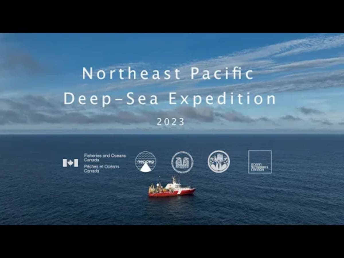 Million Skate Eggs Found on Active Underwater Volcano - Image 5