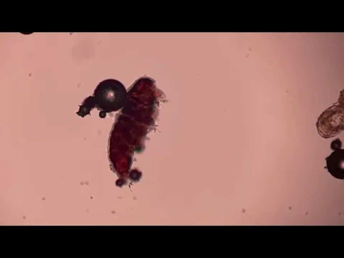 Tardigrades Could Survive Nearly Any Cosmic Disaster - Image 5