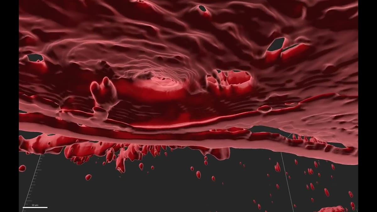 MIT Engineers Control Blood Vessel Growth With Stretching - Image 2